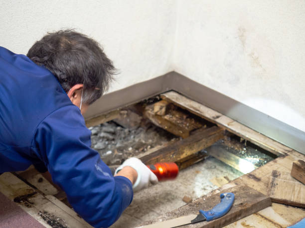 Best Office Mold Removal Services  in San Elizario, TX