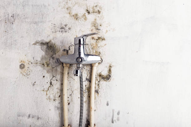Best Mold Removal Company Near Me  in San Elizario, TX