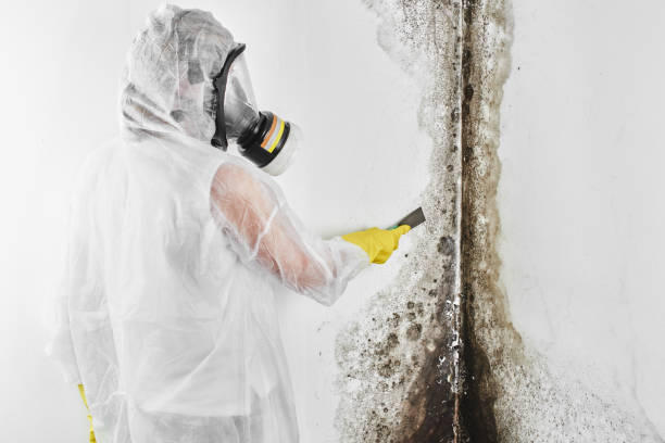 Trusted San Elizario, TX Mold Removal Experts