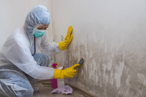 Best Home Mold Removal  in San Elizario, TX
