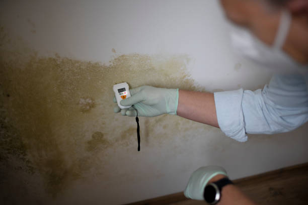 Best Professional Mold Removal  in San Elizario, TX