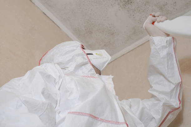 Best Mold Remediation Experts  in San Elizario, TX