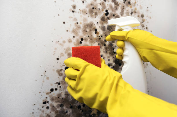 Best Fast Mold Removal  in San Elizario, TX