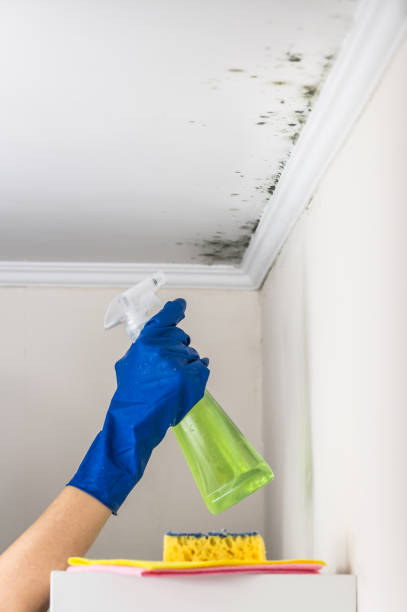 Best Mold Cleaning Services  in San Elizario, TX