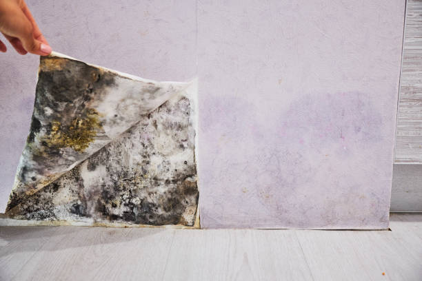 Mold Removal and Inspection in San Elizario, TX